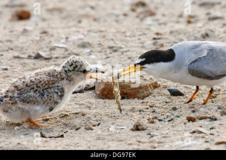 California mindestens Tern, eine vom Aussterben bedrohte Spezies), bietet die Küken Essen. (Sterna Antillarum). Bolsa Chica Feuchtgebiete, California Stockfoto