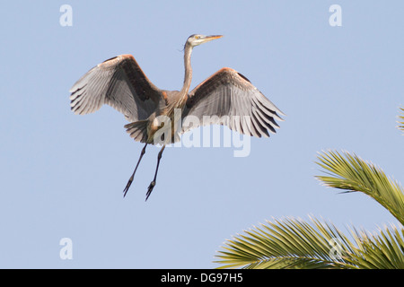 Great Blue Heron landing in einer Palme, wo hat es das Nest. (Ardea Herodias). Bolsa Chica Feuchtgebiete, California Stockfoto