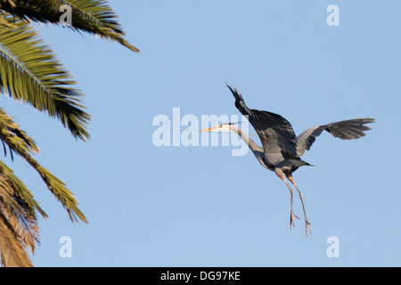 Great Blue Heron landing in einer Palme mit einem Zweig um das Nest zu bauen. (Ardea Herodias). Bolsa Chica Feuchtgebiete, California Stockfoto