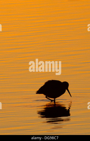 Shore Bird Silhouette waten bei Sonnenaufgang. Bolsa Chica Feuchtgebiete, California Stockfoto