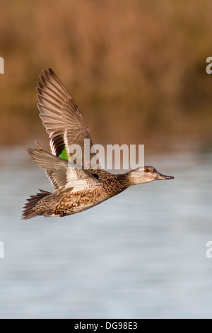 Grün – Winged Teal Ente Henne im Flug. (Anas Vogelarten). Bolsa Chica Feuchtgebiete, California Stockfoto