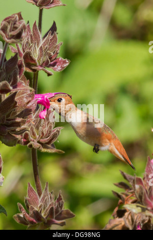 Allens Kolibri ernährt sich von Kolibri Salbei. (Selasphorus Sasin auf Salvia Spathacea). Irvine, Kalifornien Stockfoto