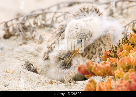 Wenigsten Tern Küken auf dem Strand warten auf sie Eltern mit Essen zurück. (Sterna Antillarum). Bolsa Chica Feuchtgebiete, California Stockfoto