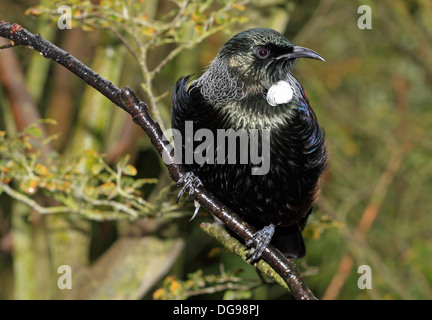 TUI Prosthemadera Novaeseelandiae (Gmelin, 1788) Stockfoto