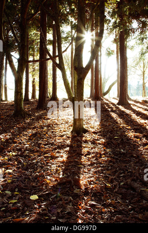 Sonne durch die Bäume im Wald Stockfoto