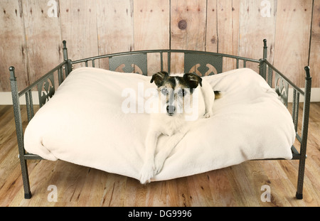 Jack Russell Terrier Hund entspannen im Luxus Hundebett Stockfoto