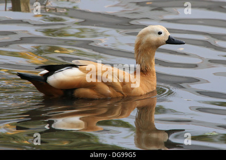 Ruddy Brandgans (Tadorna Ferruginea) in einem Teich schwimmen Stockfoto