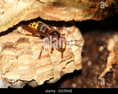 Europäische Hornisse (Vespa Crabro) aus der Eingang des Nestes Stockfoto