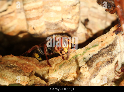 Europäische Hornisse (Vespa Crabro) aus der Eingang des Nestes Stockfoto