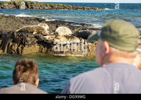 Graue Dichtungen (Halichoerus Grypus) auf den Farne Islands, Northumberland, UK, von Menschen auf einem Ausflugsboot Tierwelt beobachtet. Stockfoto