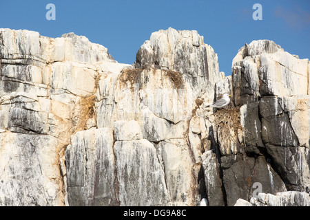 Inner Farne auf der Farnes Inseln vor gemeinsame in Northumberland mit Klippen Seevögel nisten in Guano bedeckt. Stockfoto