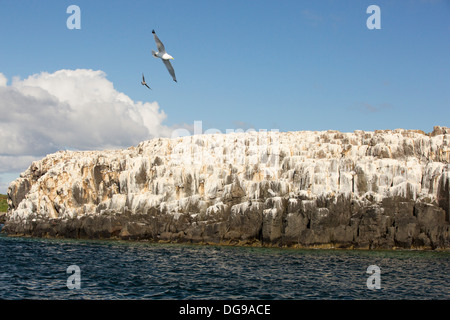 Inner Farne auf der Farnes Inseln vor gemeinsame in Northumberland mit Klippen Seevögel nisten in Guano bedeckt. Stockfoto