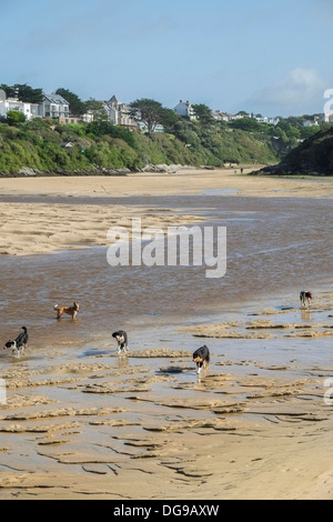 Fünf Hunde spielen in den Fluß Gannel bei Ebbe. Stockfoto