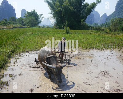 China, Yangshuo Stadt Landwirt Pflügen Reisfeld mit Wasserbüffel Stockfoto