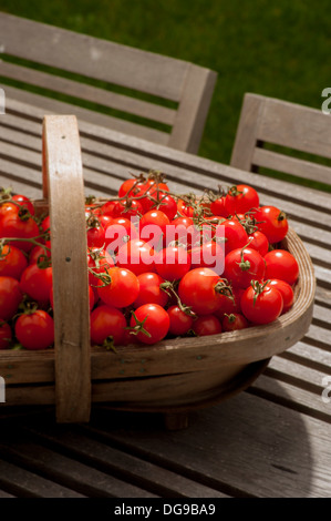Ende der Saison Tomaten Ernte in hölzernen Trug am Gartentisch. Stockfoto