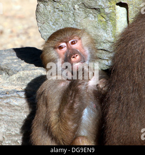 Junge Hamadryas Pavian (Papio Hamadryas, aka Heiligen Pavian) im Zoo einstellen (30 Bilder in Serie) Stockfoto