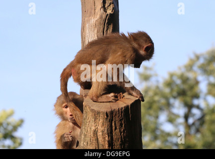 Junge Hamadryas Paviane (Papio Hamadryas, aka Heiligen Pavian) inmitten der Zoo einen Baumstumpf Klettern Stockfoto