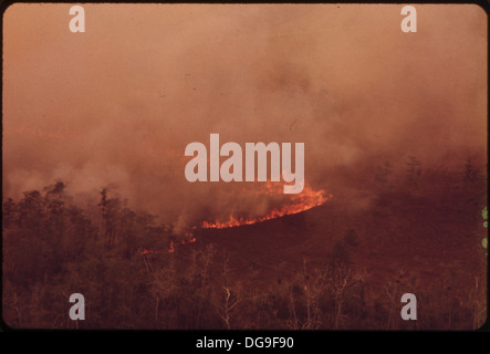 WALDBRAND IN DEN EVERGLADES, COLLIER COUNTY. BRÄNDE SIND RELATIV HÄUFIG IN DEN EVERGLADES IN TROCKENZEITEN ODER TROCKENEN JAHREN... 548591 Stockfoto