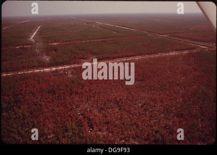 WALDBRAND IN DEN EVERGLADES, COLLIER COUNTY. BRÄNDE SIND RELATIV HÄUFIG IN DEN EVERGLADES IN TROCKENZEITEN ODER TROCKENEN JAHREN... 548589 Stockfoto