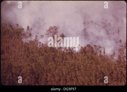 WALDBRAND IN DEN EVERGLADES, COLLIER COUNTY. BRÄNDE SIND RELATIV HÄUFIG IN DEN EVERGLADES IN TROCKENZEITEN ODER TROCKENEN JAHREN... 548596 Stockfoto