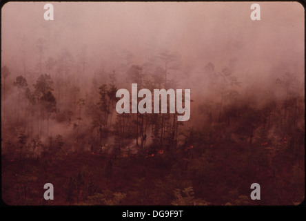 WALDBRAND IN DEN EVERGLADES COLLIER COUNTY. BRÄNDE SIND RELATIV HÄUFIG IN DEN EVERGLADES IN TROCKENZEITEN ODER TROCKENEN JAHREN... 548593 Stockfoto