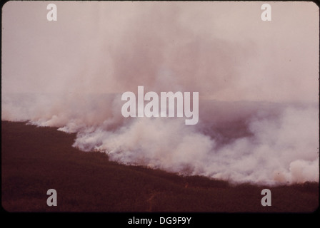 WALDBRAND IN DEN EVERGLADES, COLLIER COUNTY. BRÄNDE SIND RELATIV HÄUFIG IN DEN EVERGLADES IN TROCKENZEITEN ODER TROCKENEN JAHREN... 548597 Stockfoto