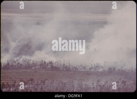 WALDBRAND IN DEN EVERGLADES, COLLIER COUNTY. EINIGE BERICHTE BEHAUPTEN, DASS DIE ENTWÄSSERUNGSKANÄLE, ZUGELASSEN FÜR WEITERE... 548595 Stockfoto