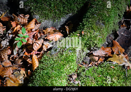 Gefallenen Blätter um das Moos bedeckt Wurzeln von einer Buche. Stockfoto