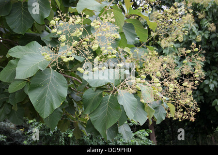 Teakholz Baum Tectona Grandis mit Samen Stockfoto