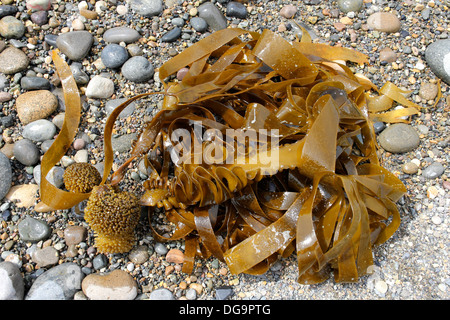 Furbellows (Saccorhiza Polyschides) - A Braunalge am unteren Ufer Stockfoto