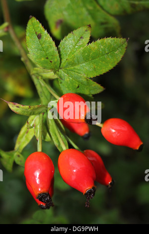 Rote Hagebutten auf Weißdorn Crataegus monogyna Stockfoto