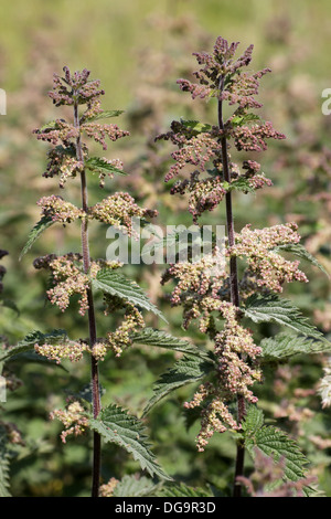 Blüte der Brennnessel oder Brennnessel Urtica dioica Stockfoto