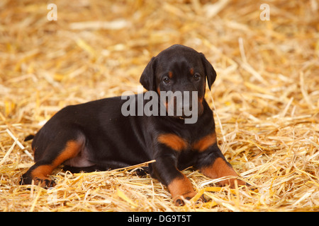 Dobermann Pinscher, Welpen, 5 Wochen | Dobermann, Welpe, 5 Wochen Stockfoto