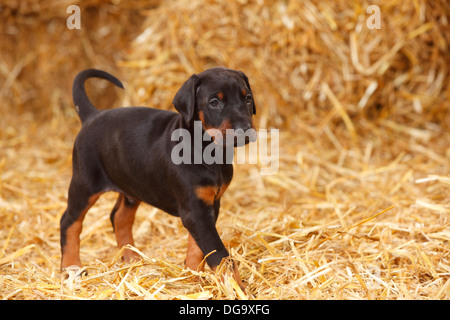 Dobermann Pinscher, Welpen, 5 Wochen | Dobermann, Welpe, 5 Wochen Stockfoto