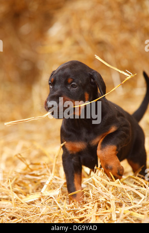 Dobermann Pinscher, Welpen, 5 Wochen | Dobermann, Welpe, 5 Wochen Traegt Strohhalm Stockfoto