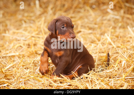 Dobermann Pinscher, Welpen, 5 Wochen | Dobermann, Welpe, 5 Wochen Stockfoto