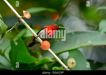 schöne männliche Crimson Sunbird (Aethopyga Siparaja) in Thai Wald Stockfoto