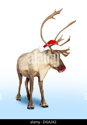Rote Nase Rentier Rudolph oder Karibus mit Weihnachtsmütze Stockfoto