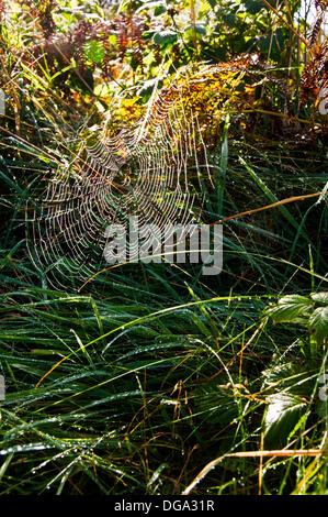 Am frühen Morgentau auf einem Spinnen-Web inmitten herbstlichen Farben in einer ländlichen irischen Hecke gebrochen. Stockfoto