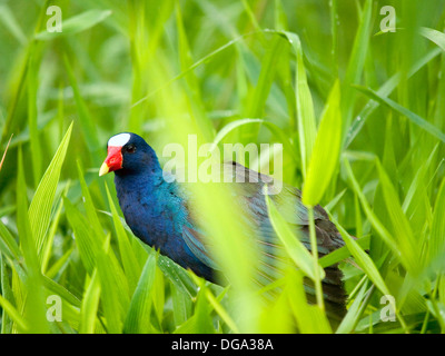 Die amerikanische lila Gallinule (Porphyrio Martinica) in Tortuguero, Costa Rica Stockfoto