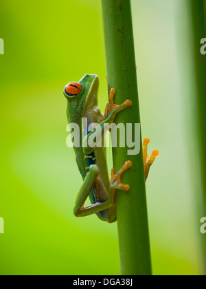 Die berühmte roten Augen Laubfrosch (Agalychnis Callidryas) Stockfoto