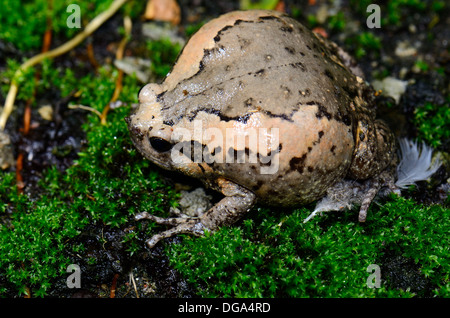 schöne weibliche gemalt Bullfrog (Kaloula Pulchra) auf dem Boden Stockfoto