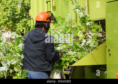 Arbeiter setzen Ahornbaum verzweigt sich in einen Häcksler LKW Stockfoto