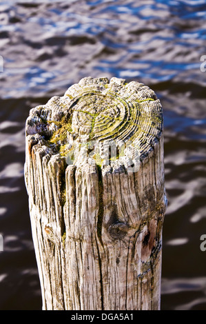 Alte im Alter von Holzpfosten auf Steg zeigt Textur von verwittertem Holz Stockfoto