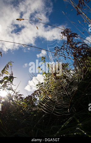 Tau brechenden Morgensonne auf einem Spinnen-Netz Stockfoto
