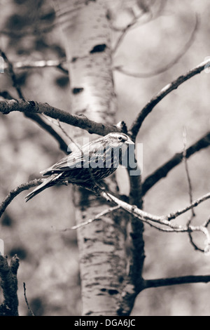 Eine weibliche Red Winged Amsel auf einem Ast auf einer Birke in einem Wald im Frühjahr in Winnipeg, Manitoba, Kanada Stockfoto