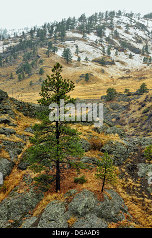Felsen und Ponderosa pine in den Missouri River Canyon ich 15 n Ohr Mitte Canon Montana USA Stockfoto