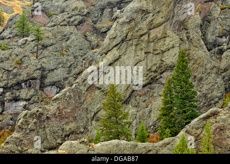 Felsen und Ponderosa pine in den Missouri River Canyon ich 15 n Ohr Mitte Canon Montana USA Stockfoto