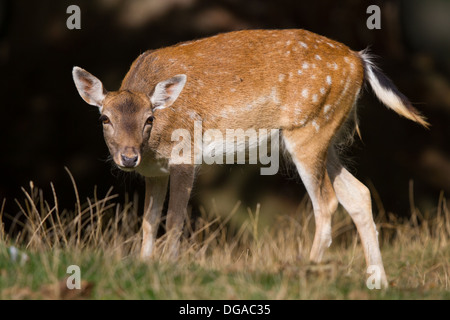 Damwild Hirsche (Dama Dama) doe Stockfoto