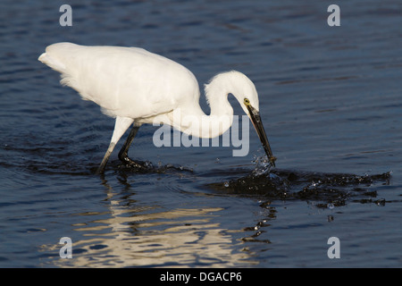 Seidenreiher (Egretta Garzetta) einen Fisch fangen Stockfoto